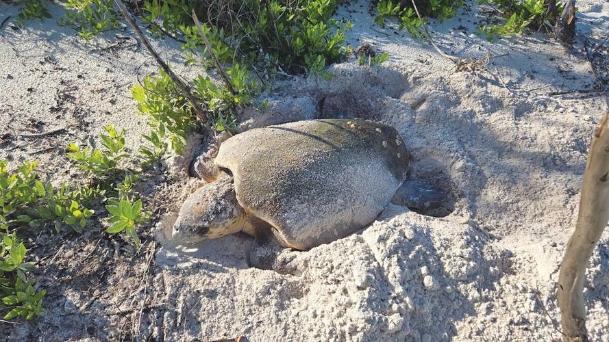 Rare daytime nesting by female loggerhead on Keewaydin Island (Photo credit Conservancy of Southwest Florida).jpg