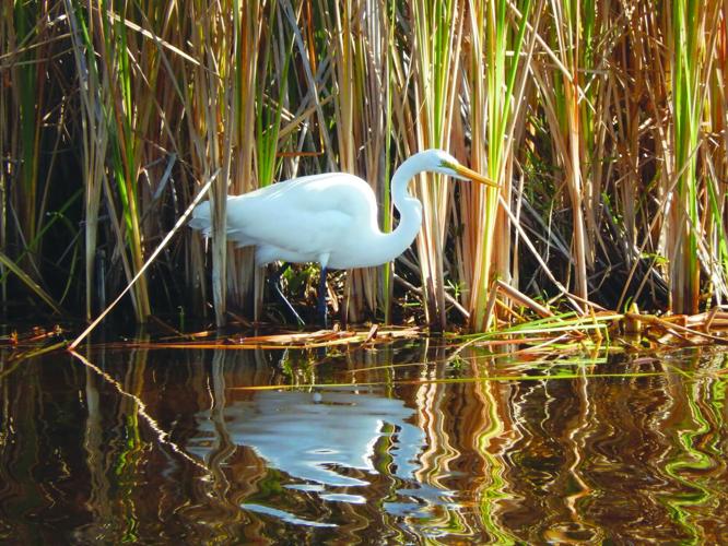 Big Cypress 7