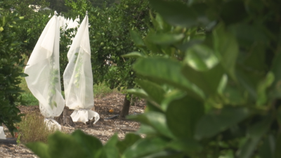 Mesh covers help protect young citrus trees