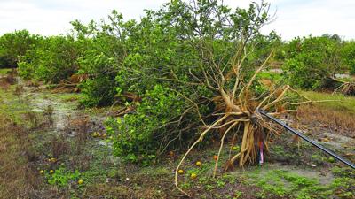 Hurricanes pose major threat to Florida agriculture