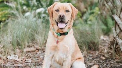 Teddy tops Humane Society Naples calendar contest