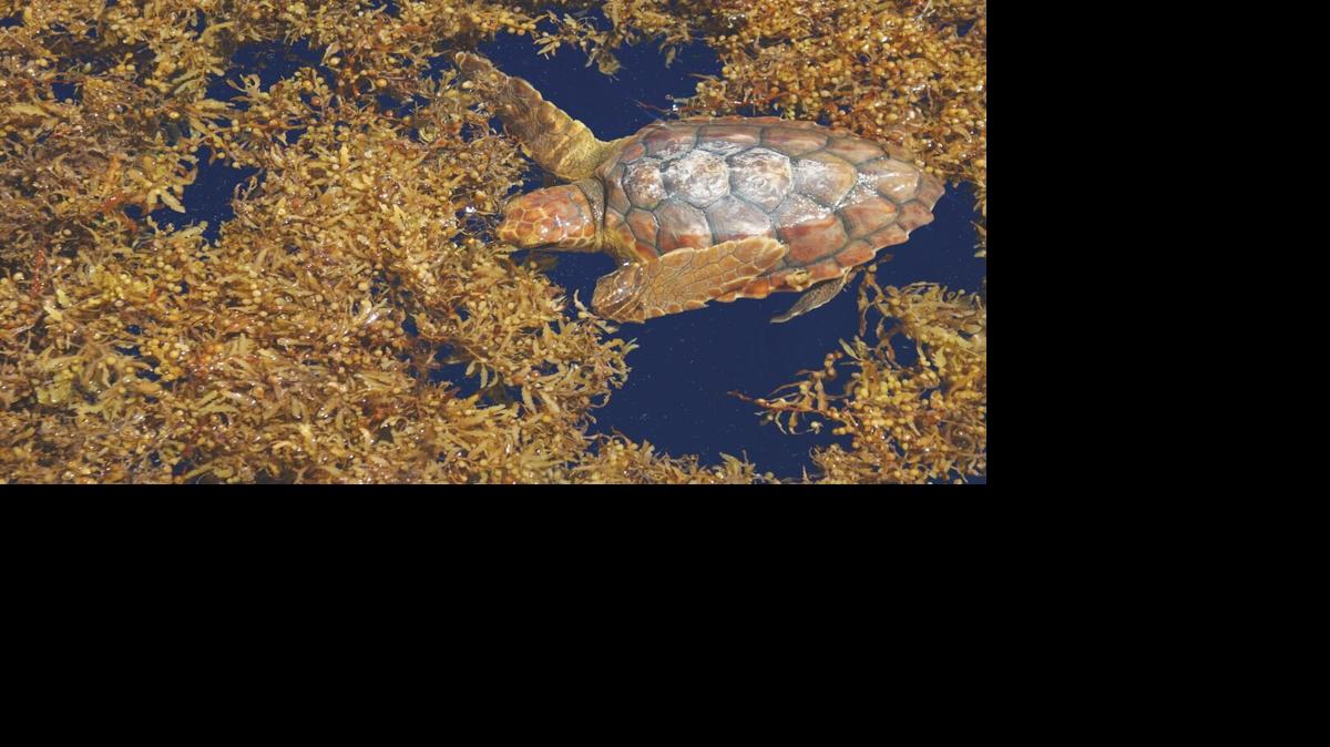Young loggerhead in a floating mat of Sargassum seaweed (Photo credit FWC).jpg