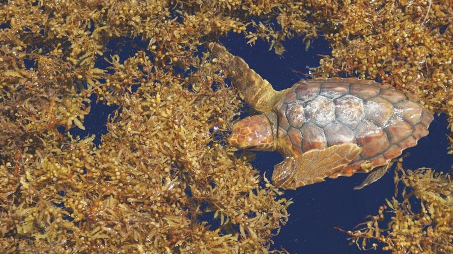 Young loggerhead in a floating mat of Sargassum seaweed (Photo credit FWC).jpg
