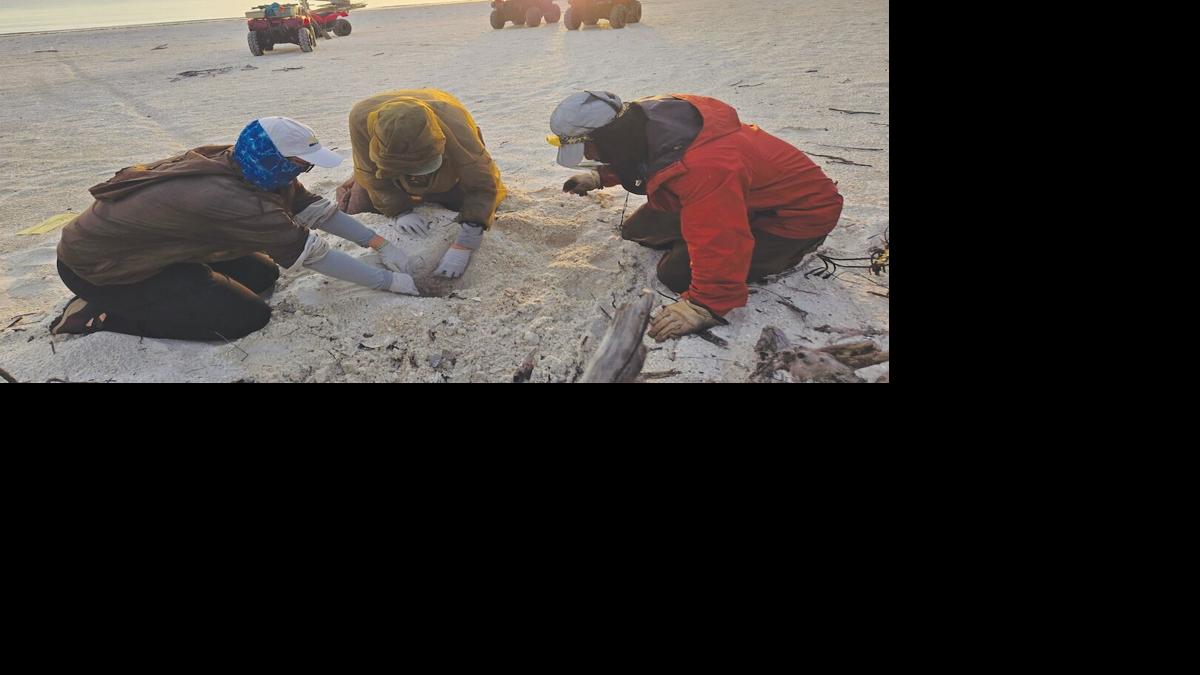 Conservancy of Southwest Florida interns excavating a hatched loggerhead nest (Photo credit Conservancy of Southwest Florida).jpg