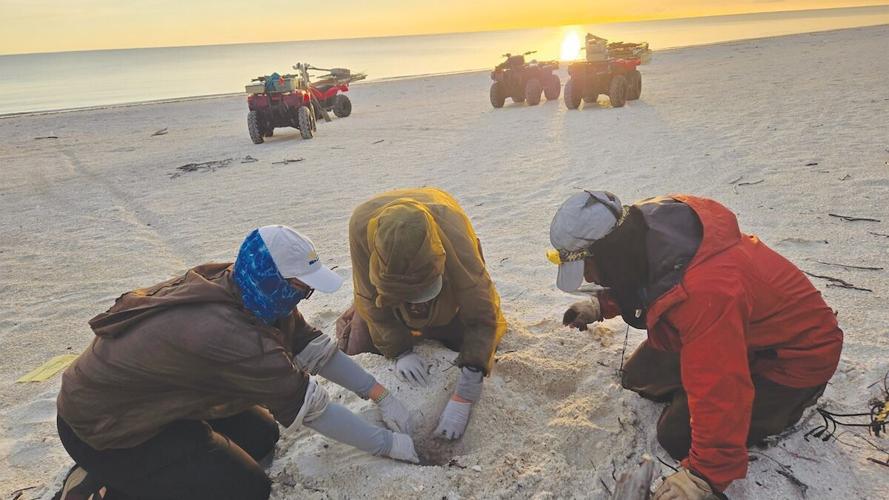 Conservancy of Southwest Florida interns excavating a hatched loggerhead nest (Photo credit Conservancy of Southwest Florida).jpg