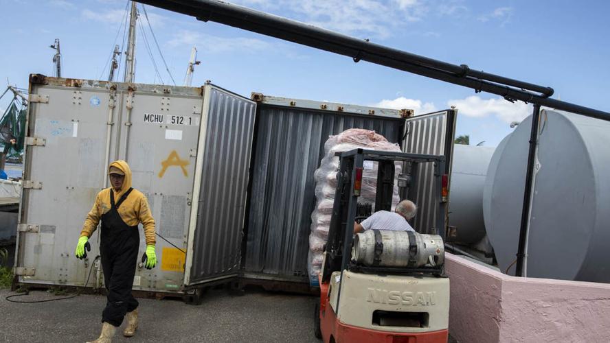 Shrimp haul moves from boat to market on San Carlos Island