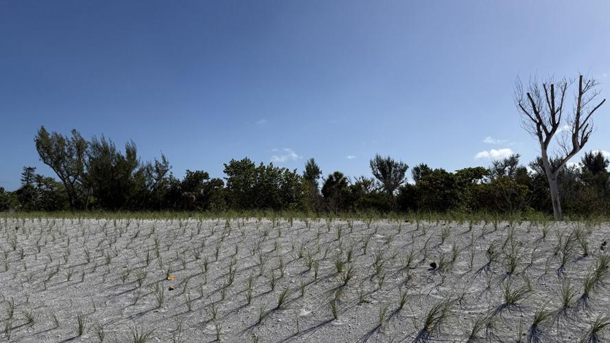 Native dunes mark Rauschenberg Captiva property