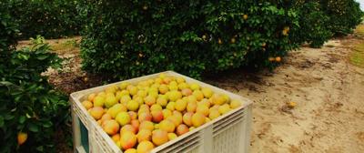 Citrus grove Alico.jpg
