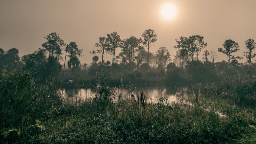 Southwest Florida wetlands under scrutiny
