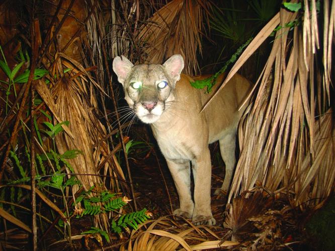 Panther 4.jpg
