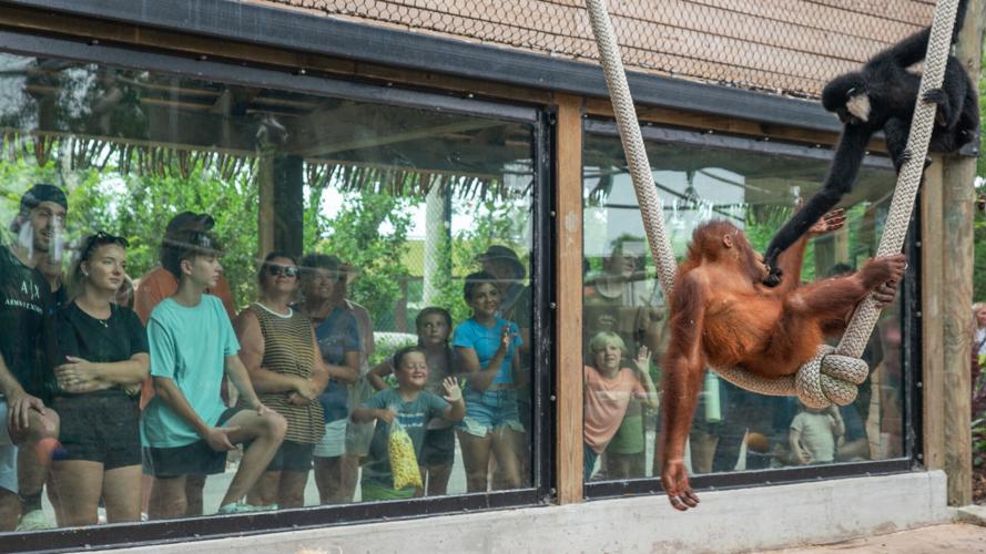 Naples Zoo plans for its long-term future