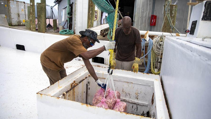 Big Daddy crew unloads Gulf pink shrimp