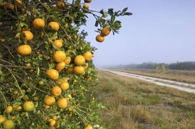 Orange Orchard, Early Morning, Immokalee, Florida