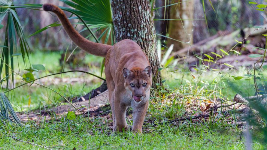 Florida panther habitat faces development pressure