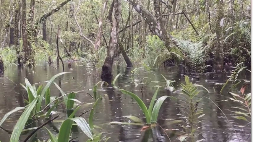 Red Maple Swamp Preserve protects wildlife habitat