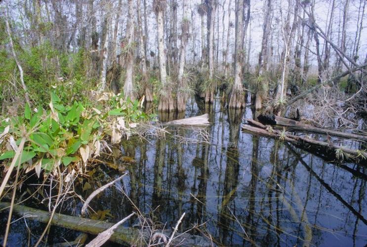 Big Cypress 1