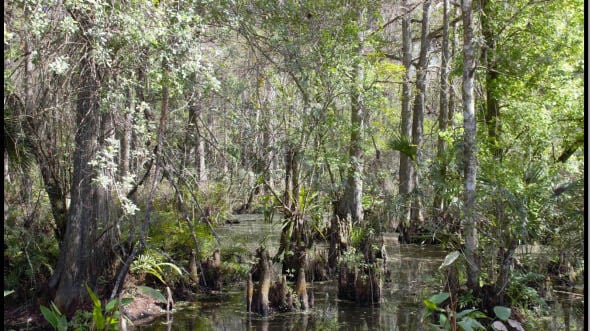 Conservation Collier expands Immokalee preserve