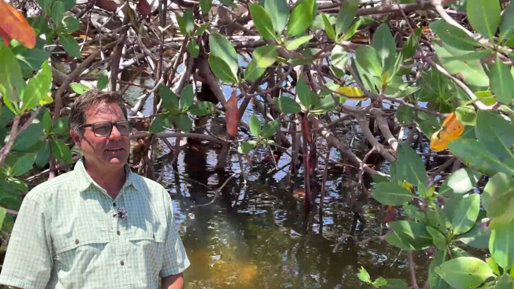 Image source - https://www.gulfshorebusiness.com/gb-daily/study-warns-sea-level-rise-could-alter-mangrove-carbon-storage/article_fea67838-4a27-42ce-8abb-36dd1f7c5c5f.html