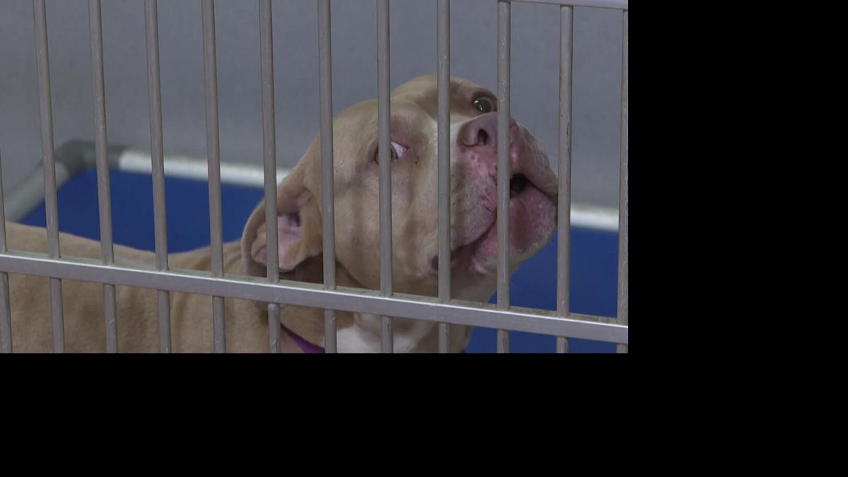 Dog at Animal Welfare League shelter in Charlotte County