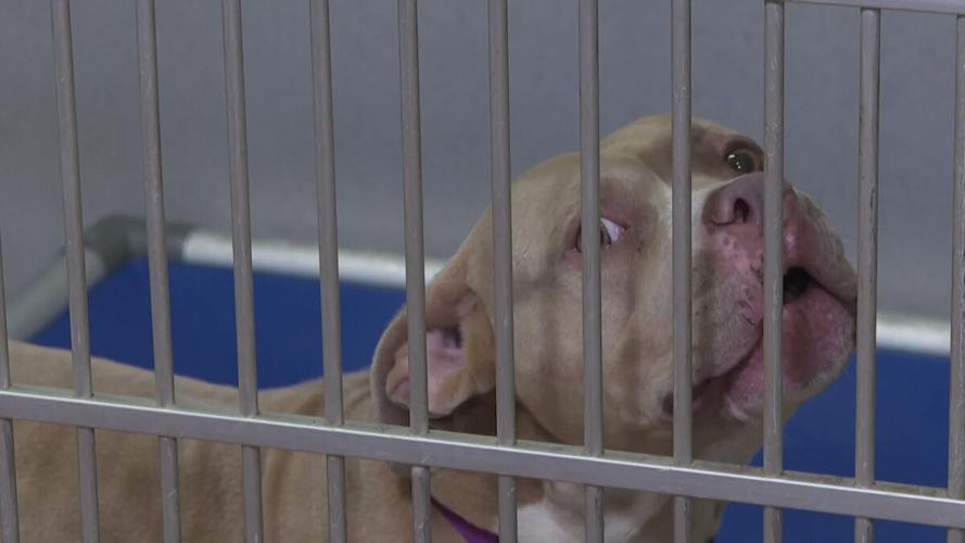Dog at Animal Welfare League shelter in Charlotte County