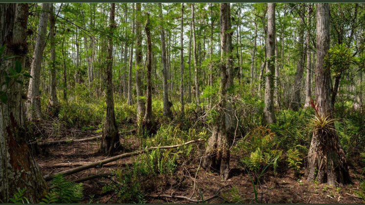 Cypress habitat at Panther Walk Preserve