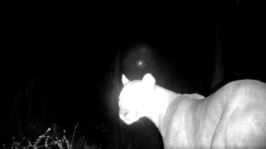 Florida panther captured at Panther Walk Preserve