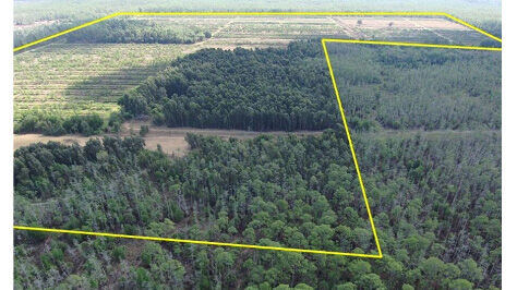 Aerial shows Sabal Palm Road grove under consideration