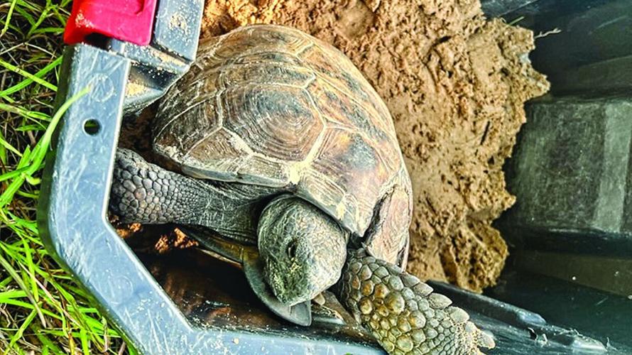 Gopher Tortoise Relocations: Vital Business in Southwest FL | Inside ...