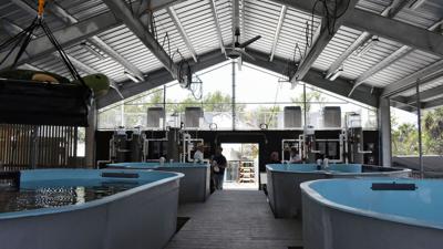 New CROW sea turtle complex features rehab tanks