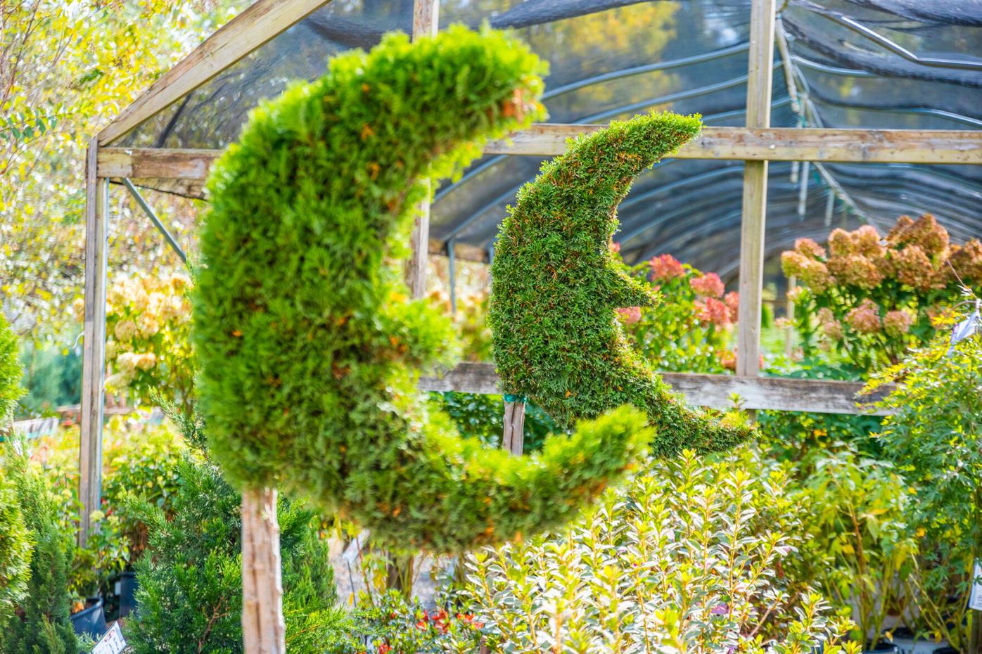 15 Gallon Areca Palm-Naples, FL – Florida Clusia Plants Nursery, image size:1396x930