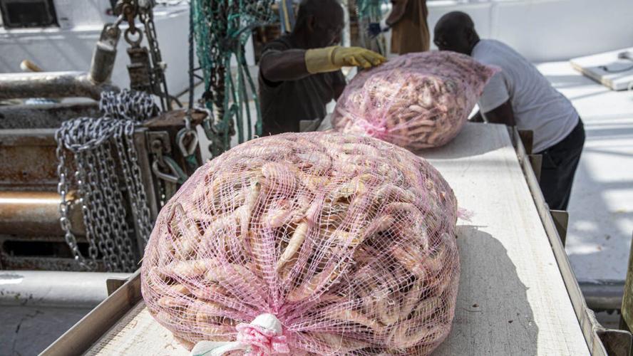 Gulf pink shrimp come ashore on San Carlos Island
