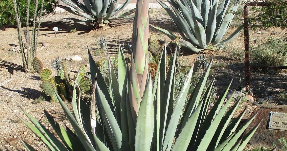 Green Valley Gardeners: Agave brings desert drama for spring