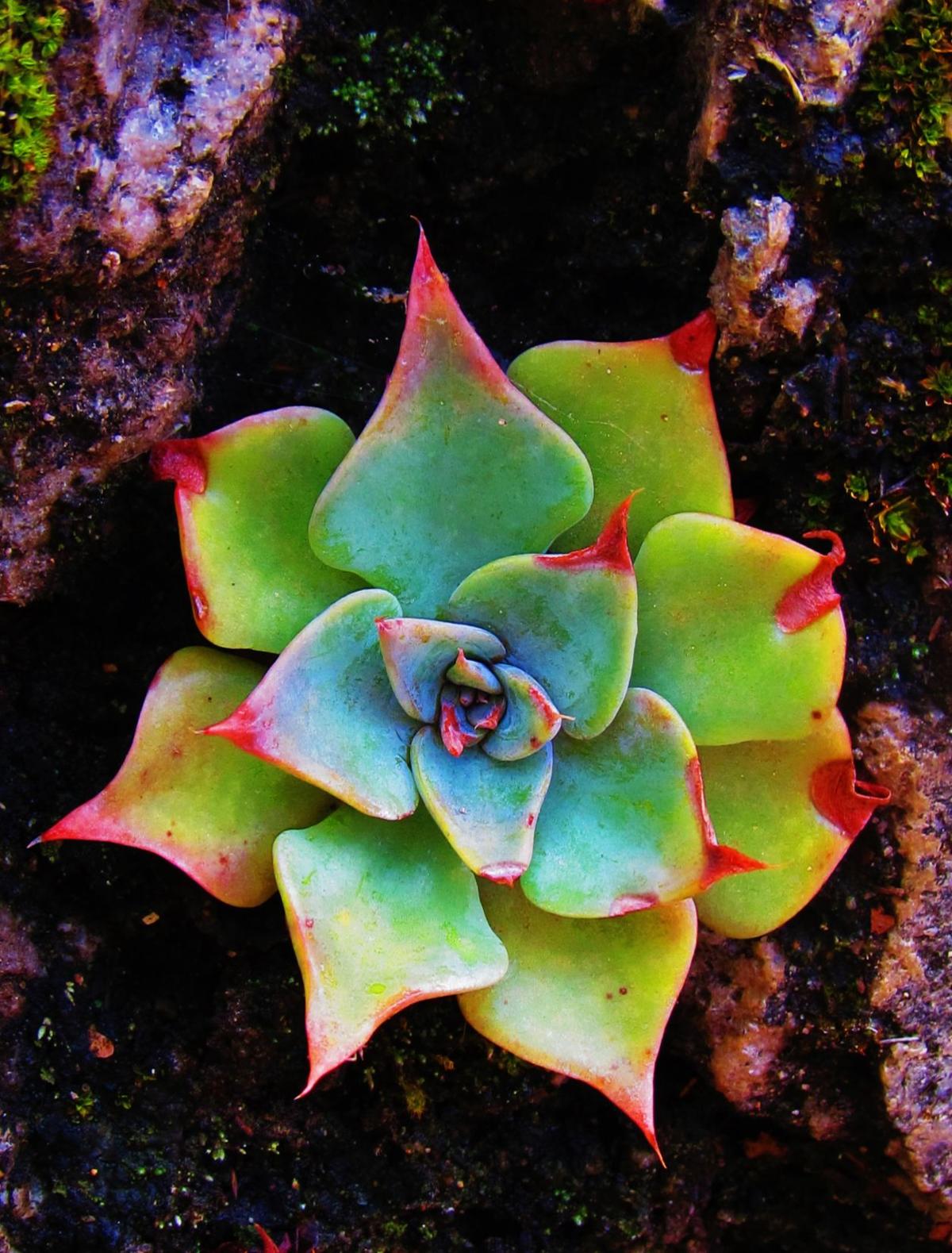 Madera Canyon neon cactus