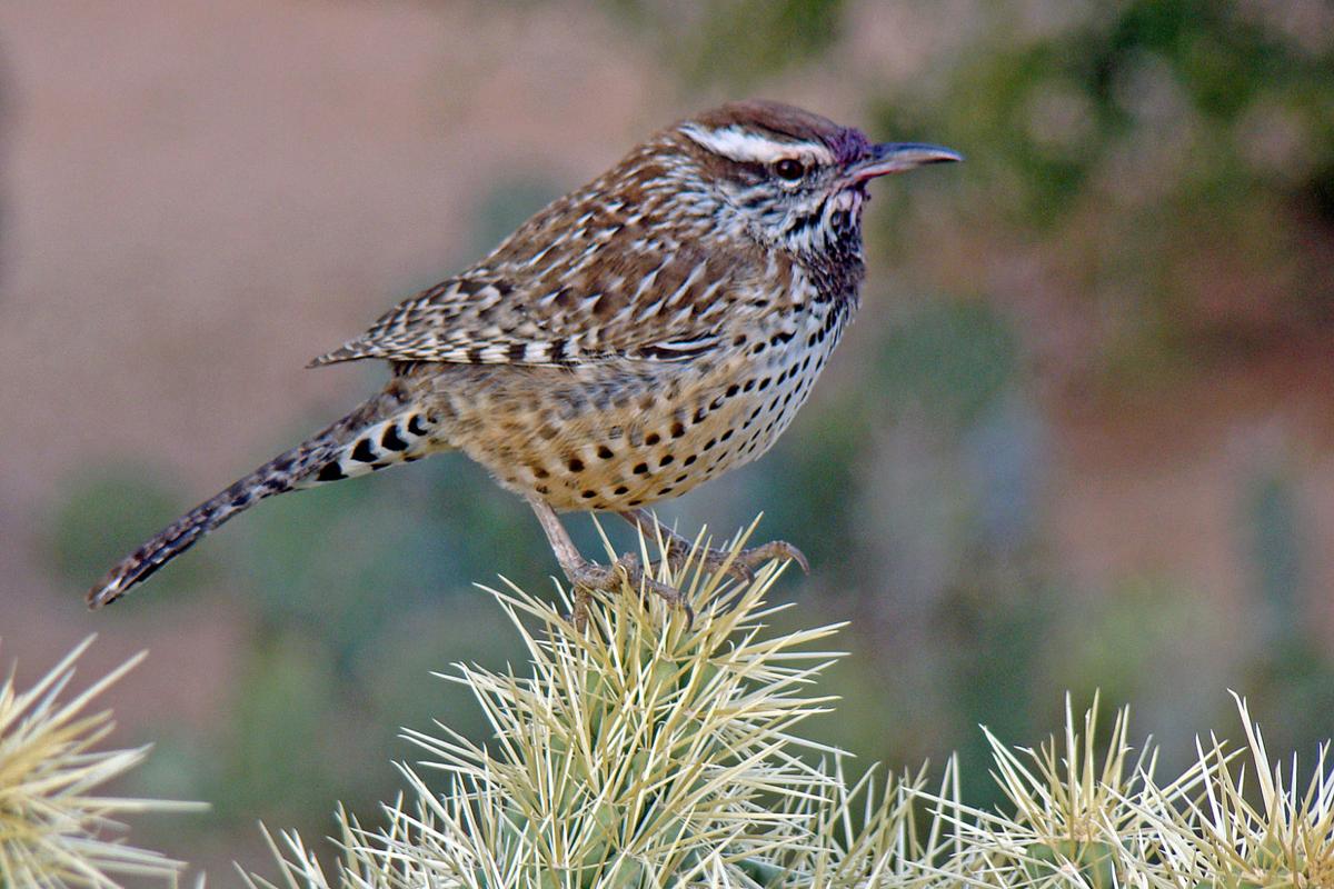 Cactus wren