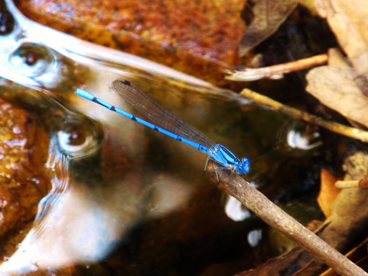 Dragonfly in Madera Canyon