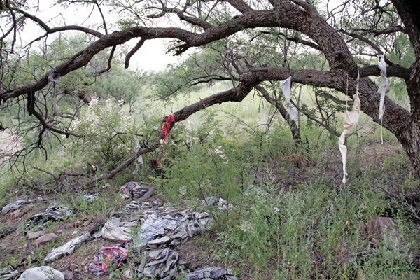 IN MY VIEW: This tree is why we need Donald Trump | Opinion | gvnews.com
