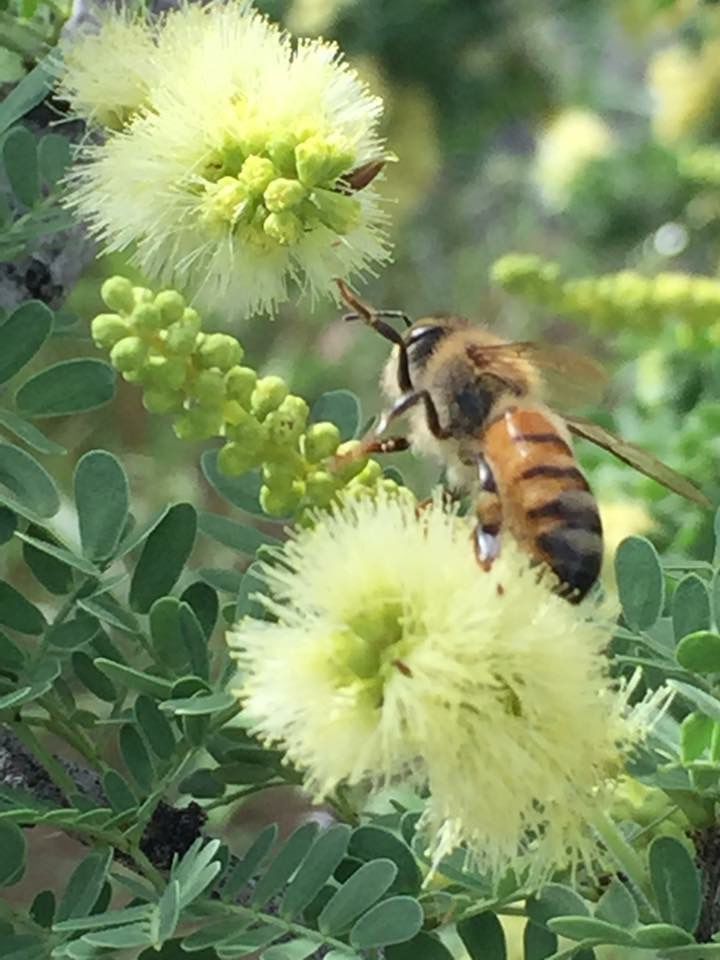 Wasson Peak Trail bee