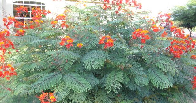 Green Valley Gardeners: Birds in the summer garden