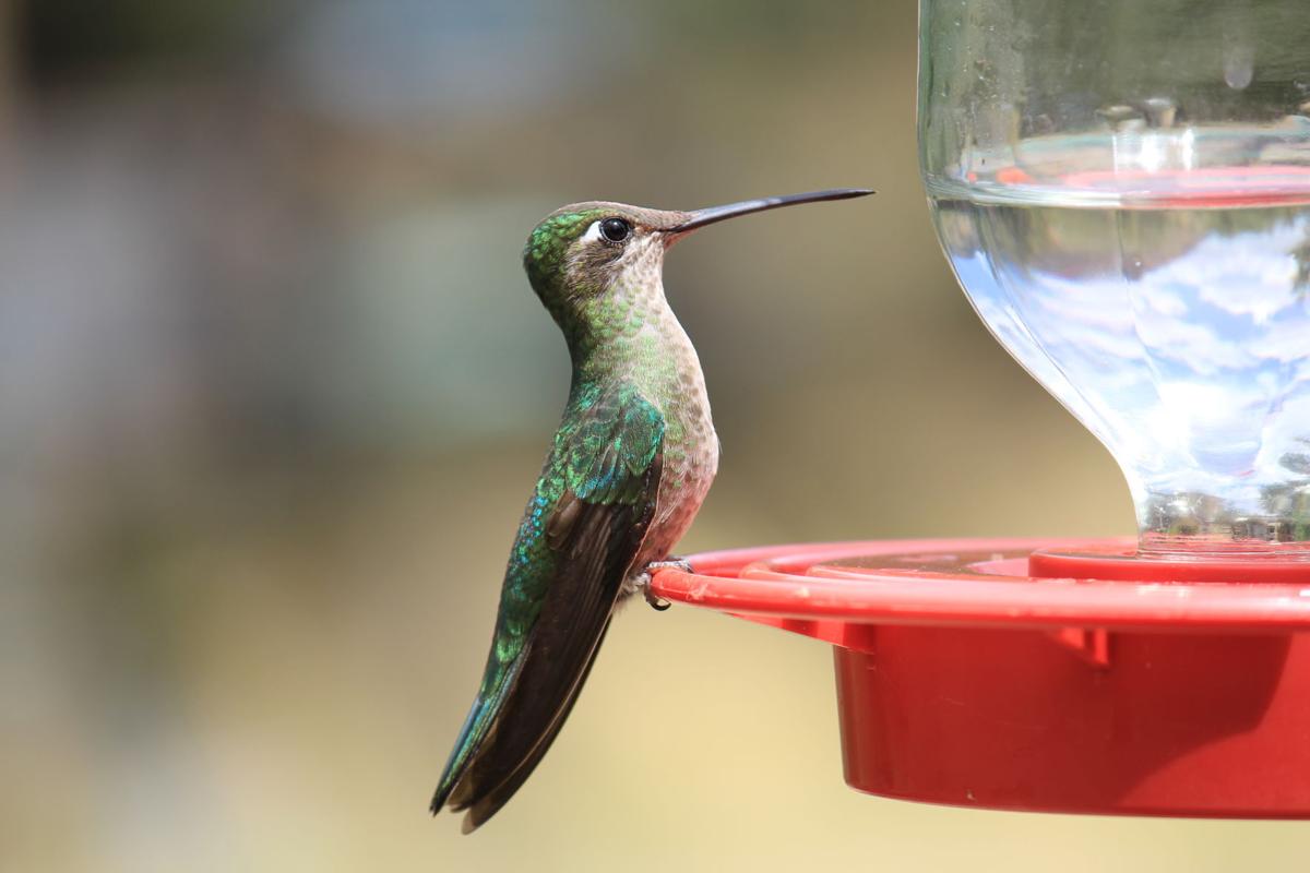 Hummingbird at feeder