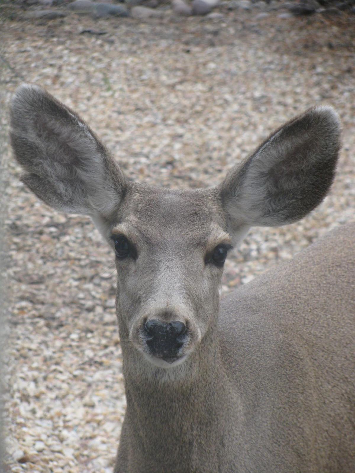 Mule deer