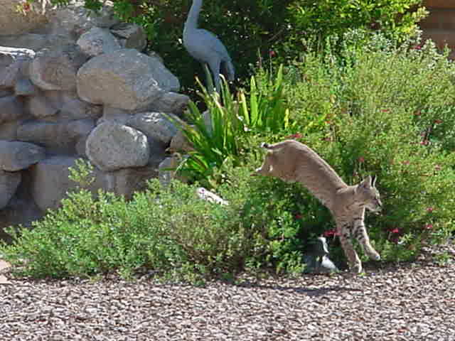 Bobcat