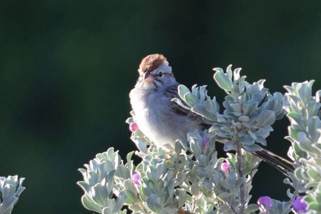 Bird in a bush