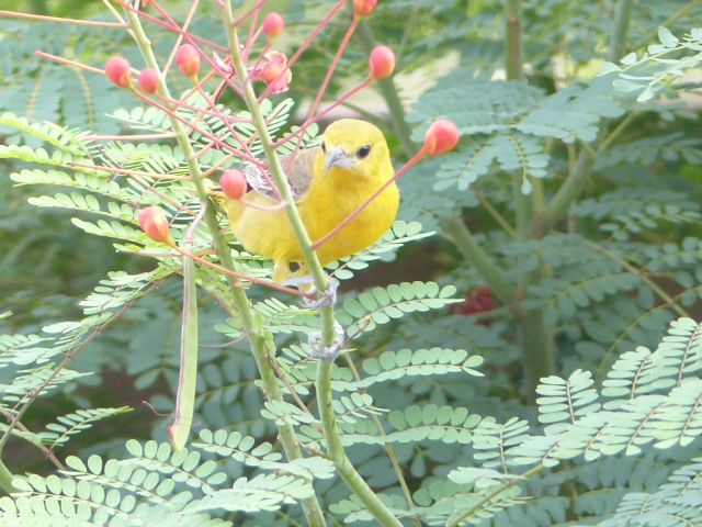 Yellow bird
