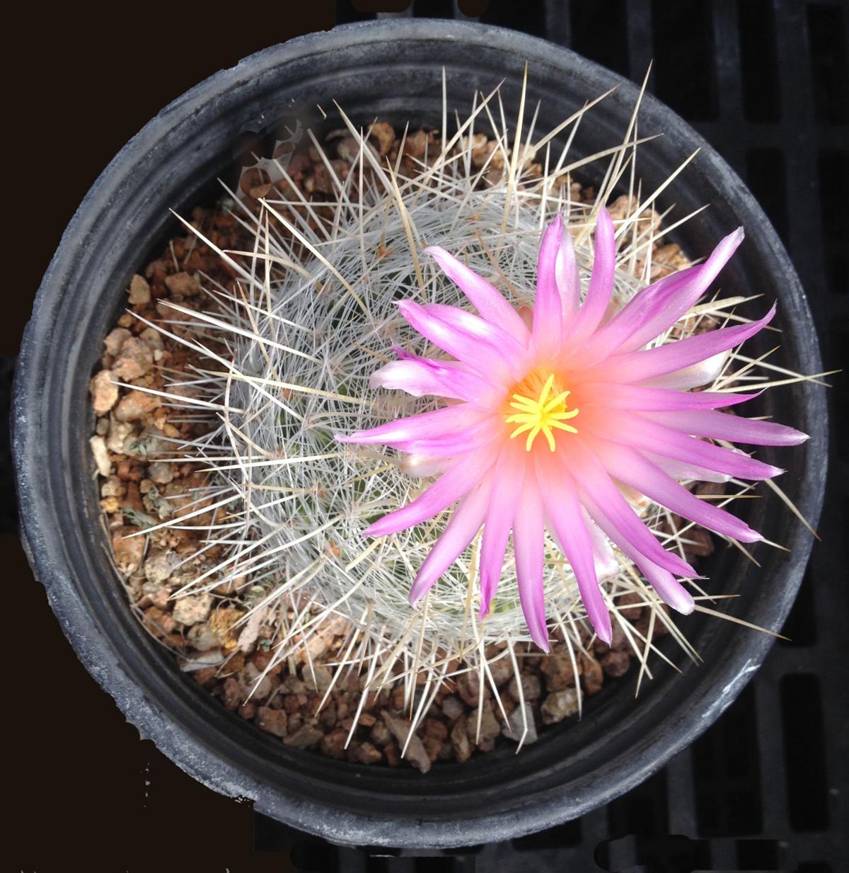 Pink cactus