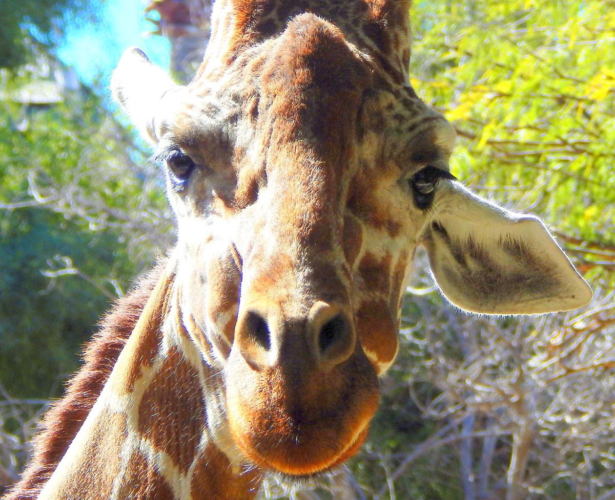 Tucson Zoo giraffe