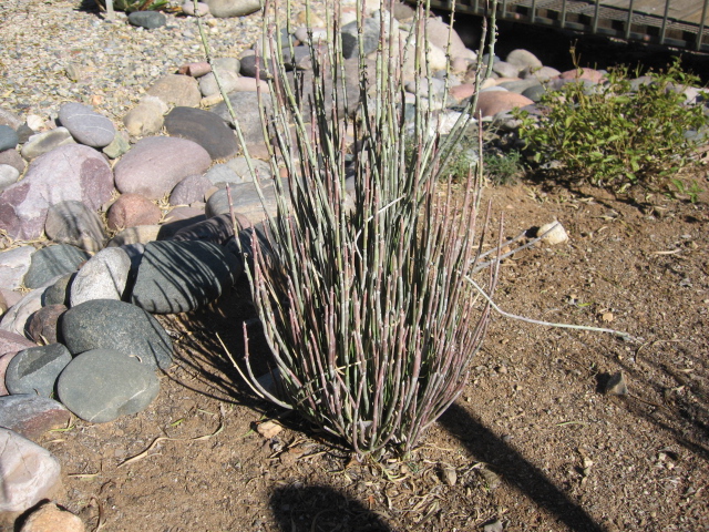 corkscrew plant 4