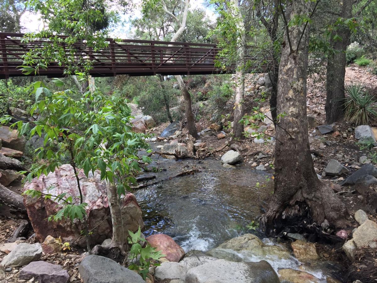 Creek in Madera Canyon