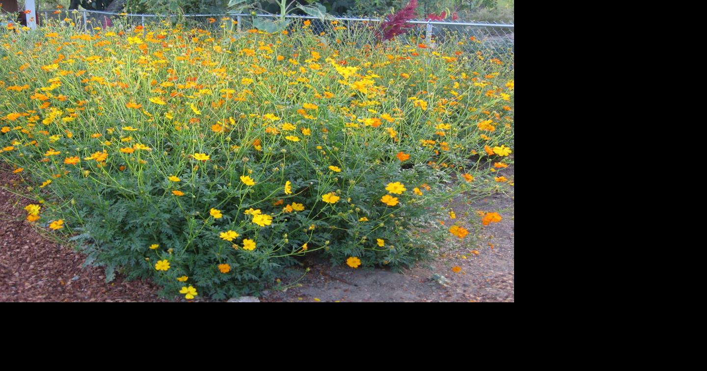 Green Valley Gardeners: A birthday in the garden