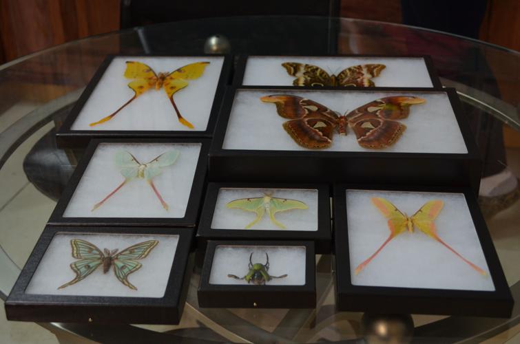 Bugs to order: Local insect supplier feeds hobbies, art | Local News ...