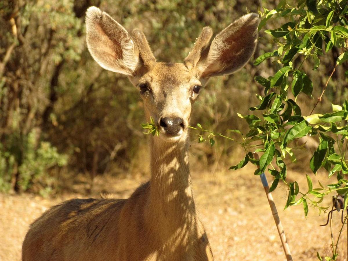 Deer in Tubac